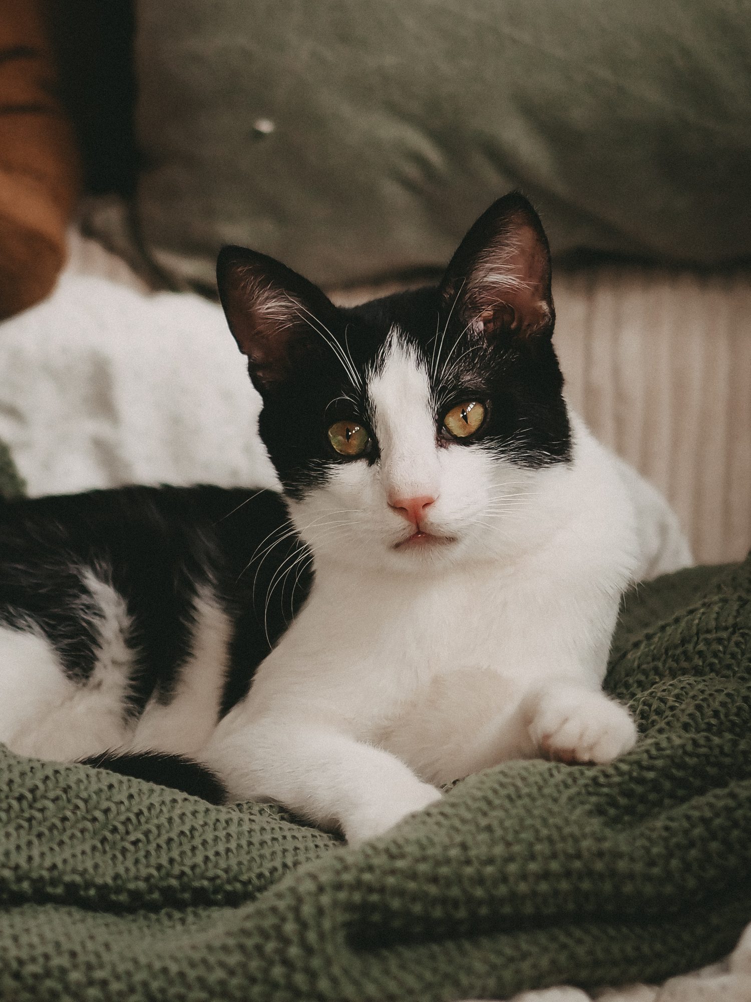 Schwarz-weiße Katze liegt kuschelnd auf einer grünen Decke