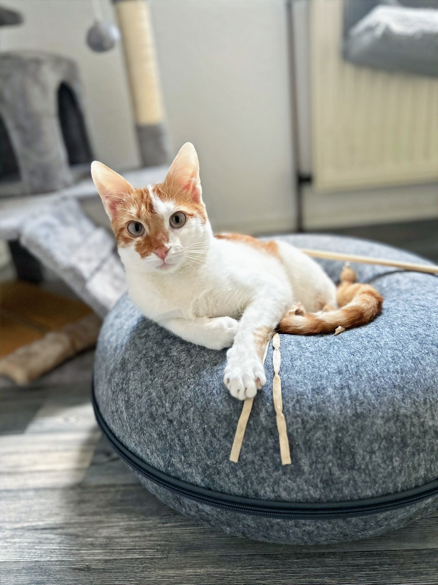 Rot-weiß getigerte Katze sitzt auf einem Kissenbett