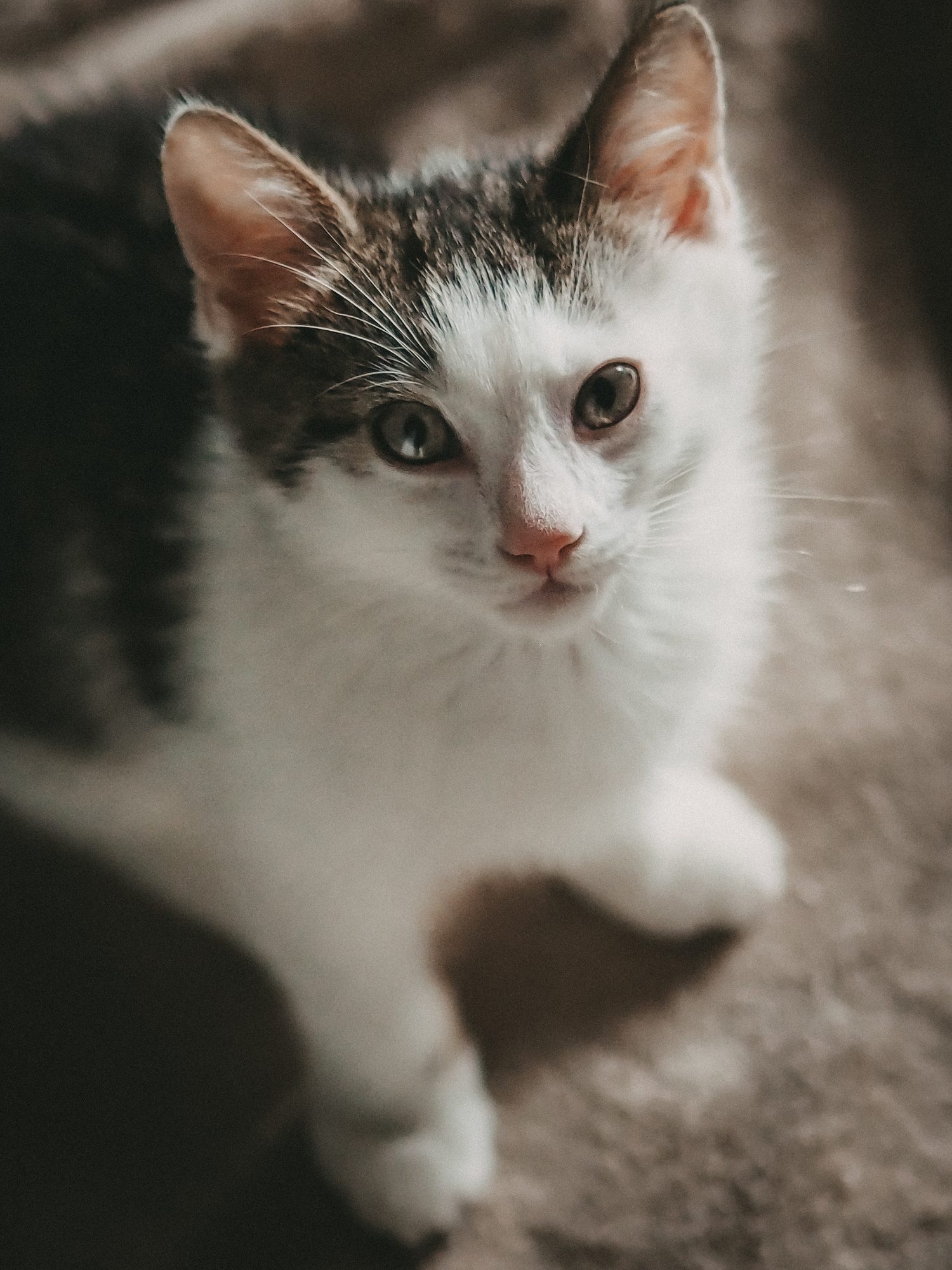 Getigerte Katze mit weißer Brust blickt in die Kamera