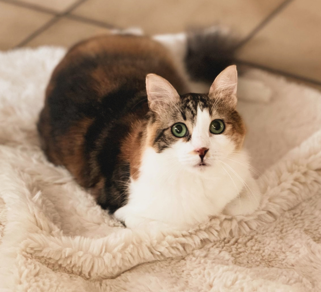 Dreifarbige Katze mit grünen Augen liegt auf einer Fellunterlage