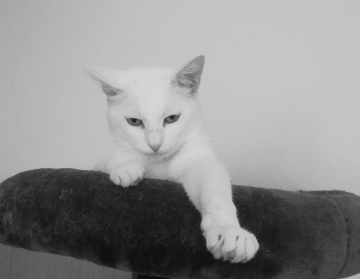 Laura (zweites Mitglied dieses Namens)
